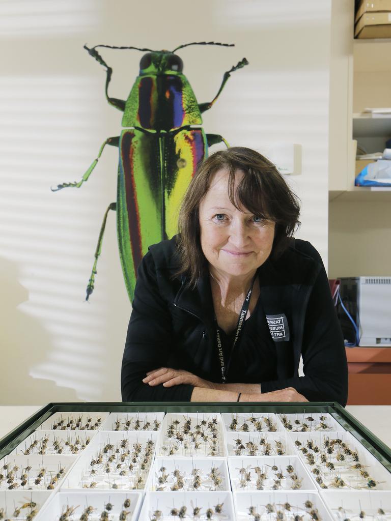 <p>Dr Cathy Byrne, TMAG’s Senior Curator of Invertebrate Zoology shows off a selection of wasps and a nest from the museum collection, March, 2019. Picture: MATHEW FARRELL</p>