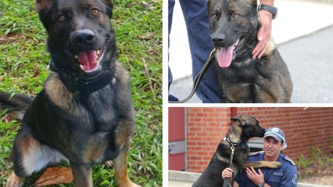 Northern Rivers Police Dog Yogi.