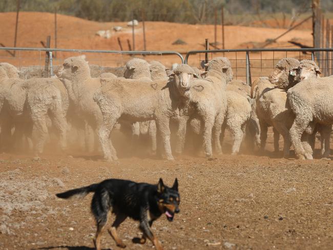 HOLD FOR THE SUNDAY HERALD SUN PIC DESK-----Mildura Drought. The worsening drought conditions in Victoria's North West are taking its toll on the farmers and the community in the region. Will Mangan and his dog Charlie, with livestock on their property in Bambill. Picture: Alex Coppel.