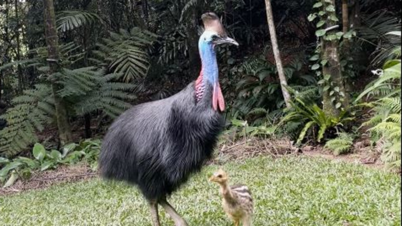 Queensland Parks and Wildlife Service would like to thank the property owners for their prompt action, and said the phone call to notify them ensured the stripey had a second chance. Picture: Supplied.