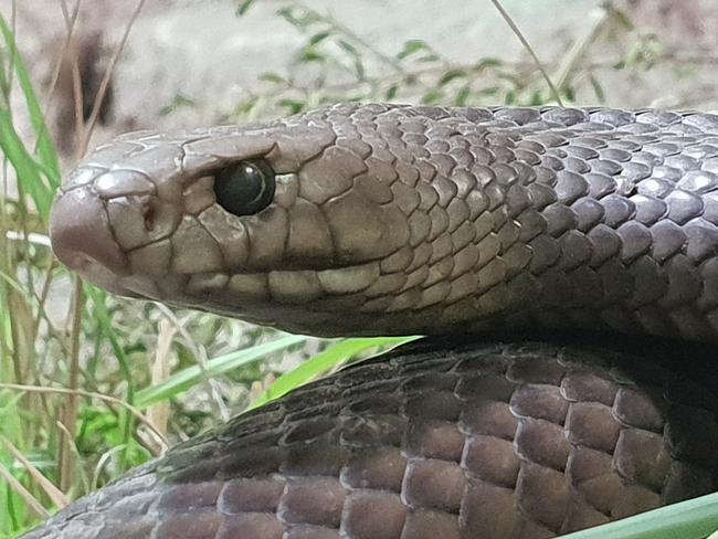 Unlikely place fatal snake bites happen