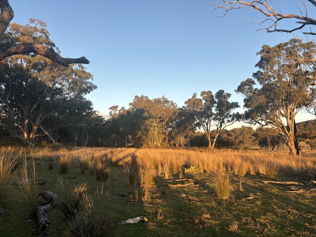 There's been no disruption to managing stock on the Ferrier farm with the carbon credits program allowing landholders to continue primary production.