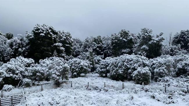 Snow at Waratah, Tasmania on 04/08/2020. Photo: Mathew Robinson