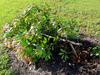 Ratepayers hit with $10k damage bill for tree destruction