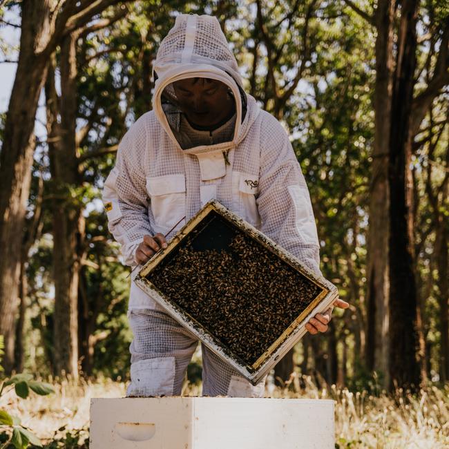 Beekeeping at Dairy Flat Farm.