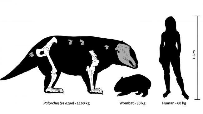 Massive ancient wombats the size of cars once roamed around Sydney.