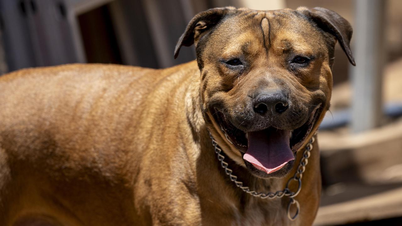 “Rottweiler-type” Simba was one of two dogs that allegedly “attacked/harassed” a woman in Linear Park last April, a court heard. Picture Brett Hartwig