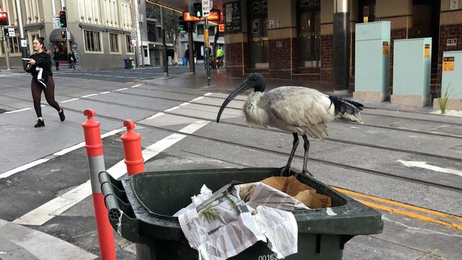 The iconic Sydney ibis. Picture: NCA NewsWire / Nicholas Eagar