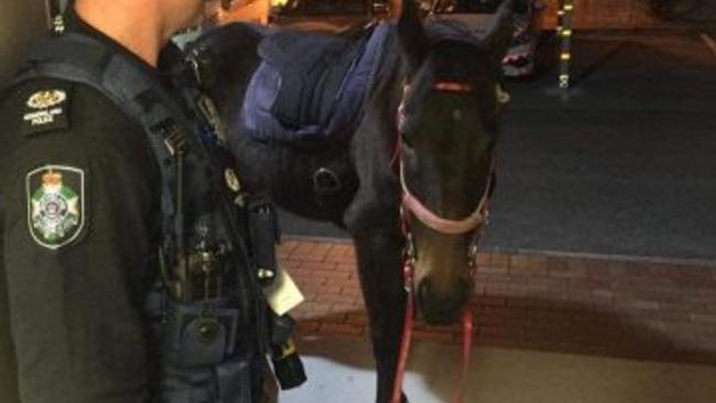 Woman Arrested for 'Drink Riding' a Horse to Liquor Store