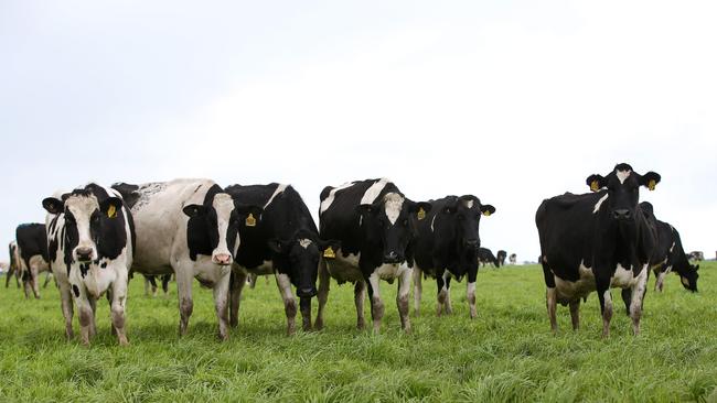 Sold: Gippsland dairy giant Gray Wigg has sold 2500ha of farms to Aurora Dairies for more than $55 million.