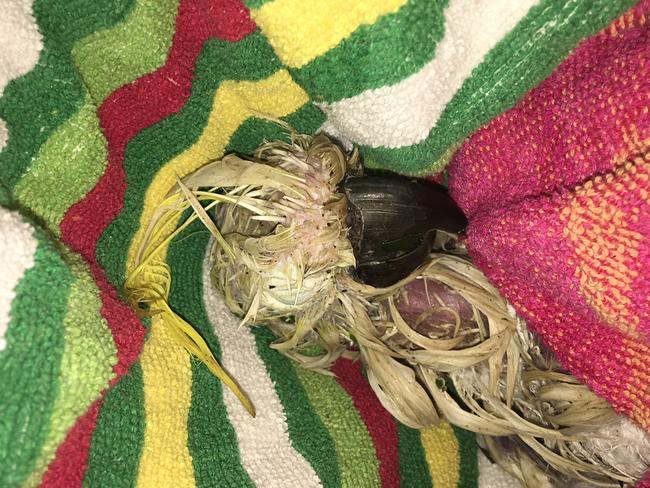 The cockatoo wrapped in a towel during the wait for help to arrive for the injured bird. Picture: Townsville Bulletin