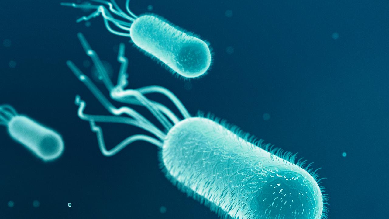 E. coli bacteria is nasty stuff. Photo: istock