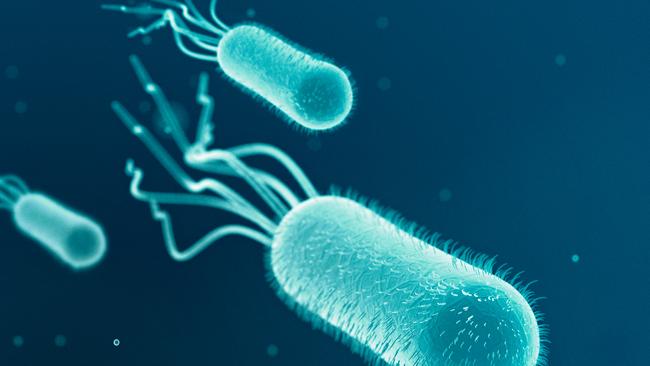 E. coli bacteria is nasty stuff. Photo: istock
