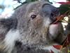 SYDNEY, AUSTRALIA - SEPTEMBER 14: A female koala named 'Spinnaker Petal' is seen eating Eucalyptus in her pen at Port Macquarie Koala Hospital on September 14, 2020, in Port Macquarie, Australia. Established in 1973 the Port Macquarie Koala Hospital has 150 volunteers, a specialised treatment room, intensive care unit and rehabilitation yards. The team were instrumental in treating bushfire affected koalas during what has become known as Australia's Black Summer, however, more common treatments are given for road accident trauma, dog attacks and disease, such as Chlamydia. A New South Wales parliamentary inquiry released in June 2020 has found that koalas will become extinct in the state before 2050 without urgent government intervention. Making 42 recommendations, the inquiry found that climate change is compounding the severity and impact of other threats, such as drought and bushfire, which is drastically impacting koala populations by affecting the quality of their food and habitat. The plight of the koala received global attention in the wake of Australia's devastating bushfire season which saw tens of thousands of animals killed around the country. While recent fires compounded the koala's loss of habitat, the future of the species in NSW is also threatened by continued logging, mining, land clearing, and urban development. Along with advising agencies work together to create a standard method for surveying koala populations, the inquiry also recommended setting aside protected habitat, the ruling out of further opening up of old-growth state forest for logging and the establishment of a well-resourced network of wildlife hospitals in key areas of the state staffed by suitably qualified personnel and veterinarians. The NSW Government has committed to a $44.7 million koala strategy, the largest financial commitment to protecting koalas in the state's history. (Photo by Lisa Maree Williams/Getty Images)