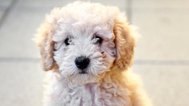 An Albury man has been accused of running a puppy scam across three states, pretending to sell puppies, including toy poodles, on Gumtree.