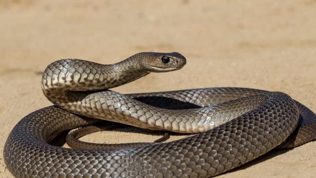 The snake was “likely” a brown snake. Picture: Ken Griffiths/supplied