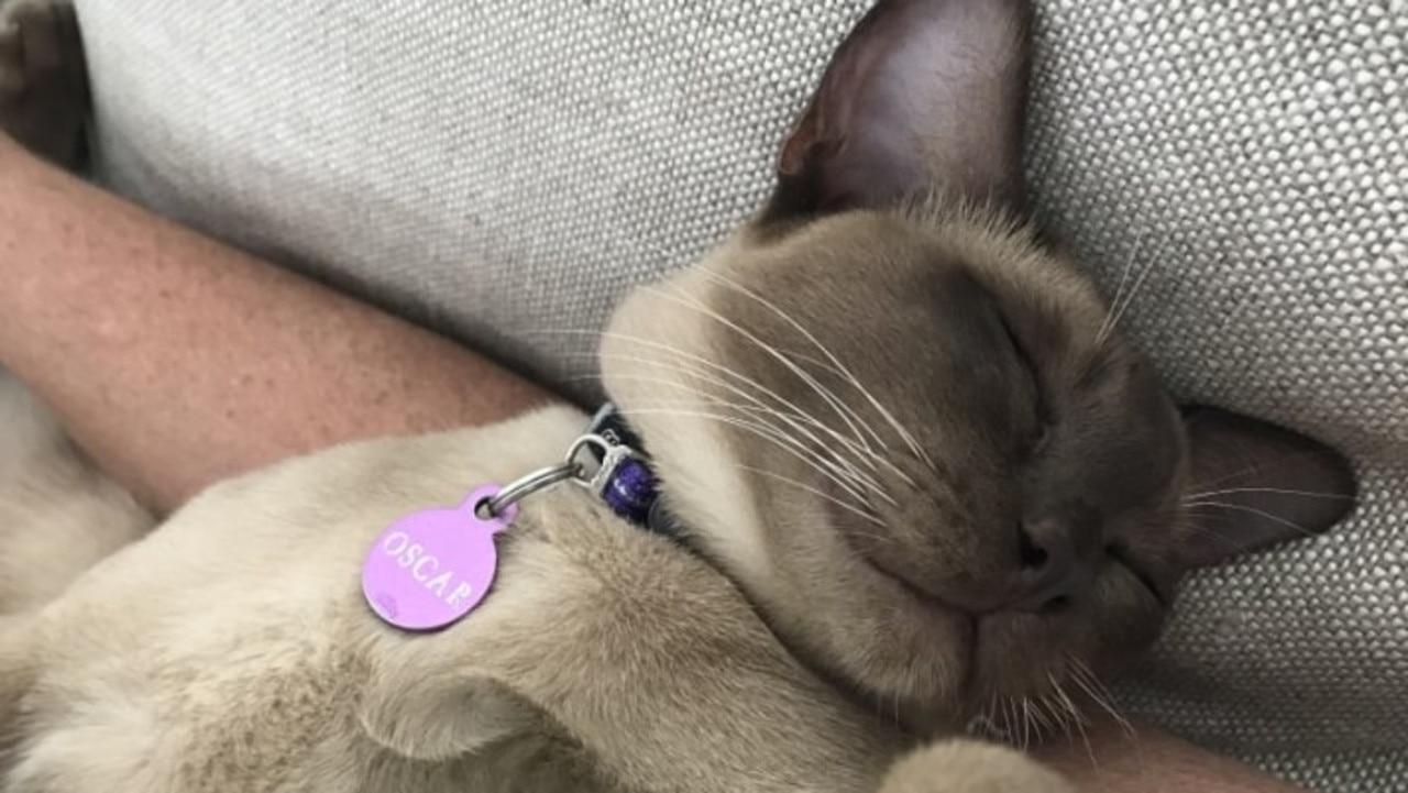 Oscar the Burmese cat fell asleep in a washing machine and got trapped in a 12-minute hot water cycle with detergent. Picture: Amanda Meredith