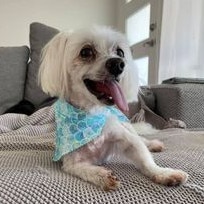 Gold Coast's cutest dogs: Toby. Submitted by Zoe Alyce.