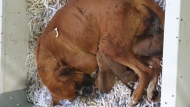 The father and daughter were investigated by RSPCA NSW’s Intensive Breeding Taskforce after reports that a pregnant boxer called Strawberry died after failing to receive veterinary treatment. Picture: RSPCA.