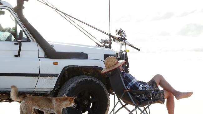 A dingo approaches a fisherman at Orchid Beach on K’gari. Picture: Picture: Liam Kidston