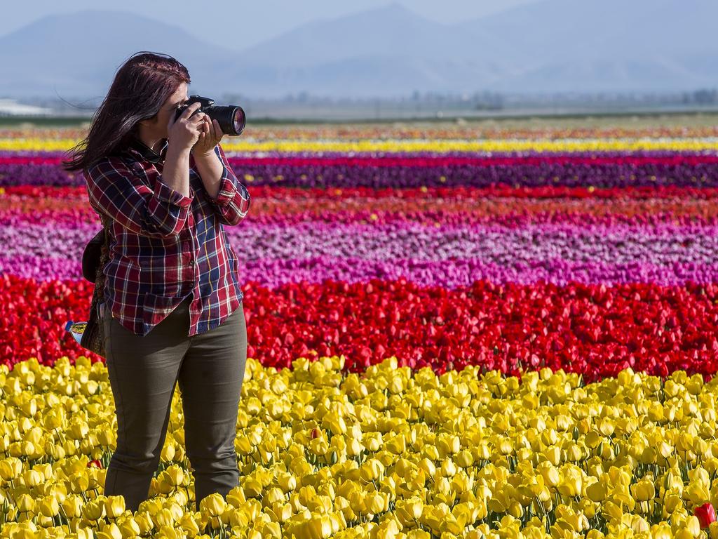 A woman takes photo in the colourful tulip garden that is open for public for two days in Karatay, Konya on April 13, 2016. Picture: Getty