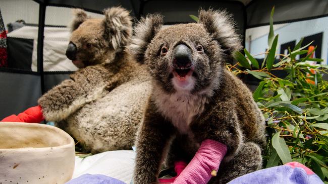 More than 2000 koalas are feared to have perished in the bushfires since September. Picture: AAP Image/Morgan Sette