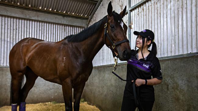 Funstar with her Strapper Ayaka Ikeuchi at Chris Waller Stable at Rosehill on Thursday. Picture: Adam Yip