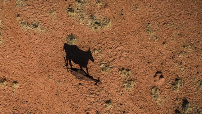 A cow stands in a barren Queensland paddock. Picture: NIGEL HALLETT