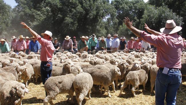 A pen being auctioned at Deniliquin.