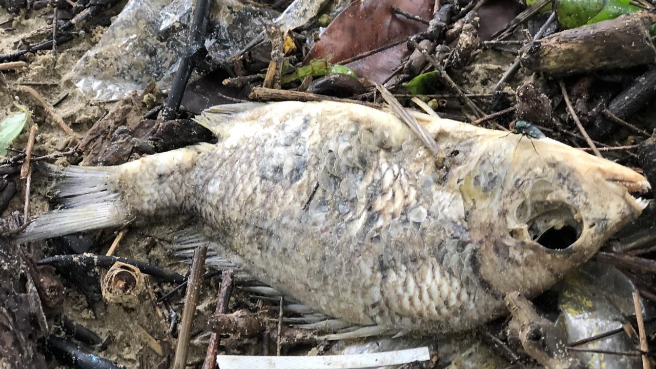 A dead fish found on the Rhodes foreshore of the Parramatta River where a second fish kill has reportedly taken place. Picture: Supplied