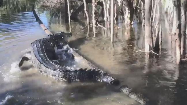 Blackie, the saltwater croc ... just taking a stroll down the road here. Wait your turn. Video still: Dennis Miller