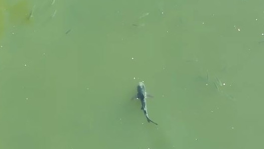 Screencap of the bull shark in Youngs Crossing River. Picture: Greg Barnett