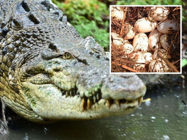 Crocodile virgin birth. Picture: Supplied.
