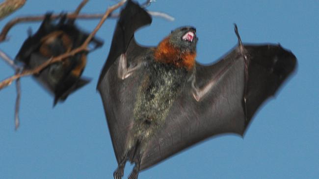 The public has been urged not to touch bats. File image