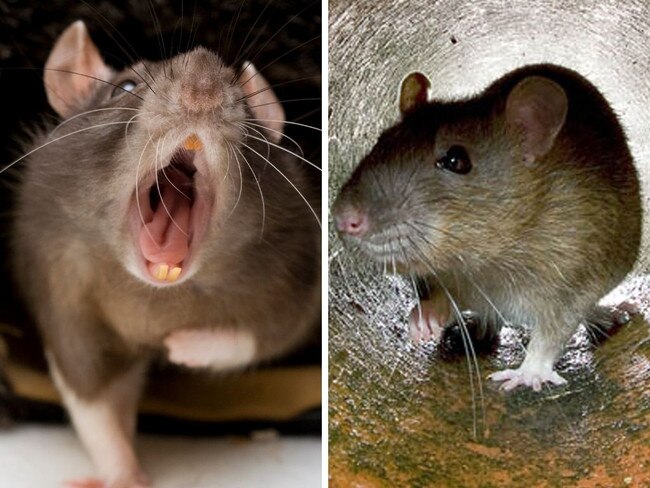 ‘No one is safe’ from rats ‘size of cats’