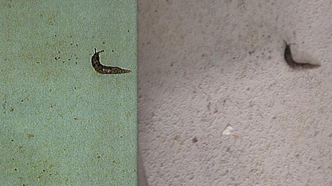 iCook Foods claim a slug had been planted or fabricated by council health inspectors.