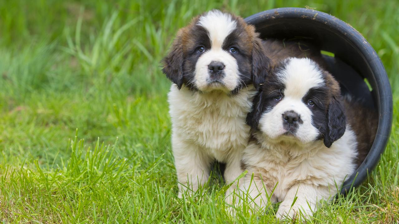 The Weekly Times Agency Dogs of the Year Competition