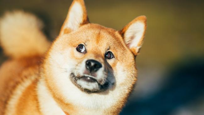 What up, doge?