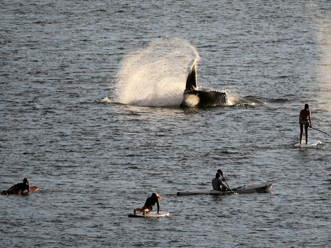 Surfers, paddle-boarders and kayakers lined up to catch a glimpse of the visitor. Picture: John Grainger