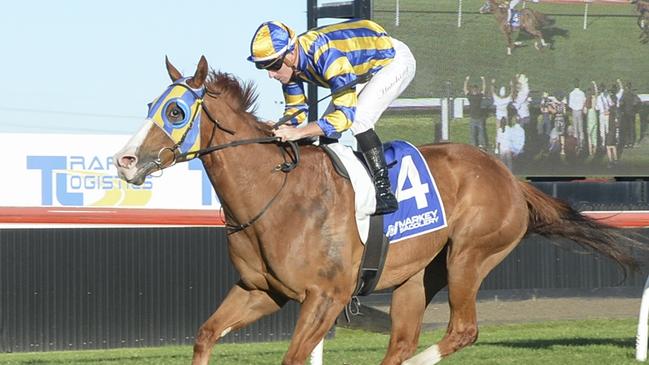 Apollo Mission is primed for a big performance in the Provincial-Midway Championship Qualifier at Kembla. Picture: Bradley Photos