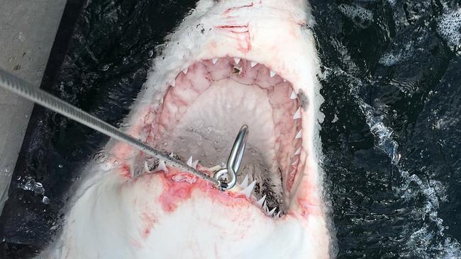 A 3.2m great white shark was tagged and released off Sharpes Beach.