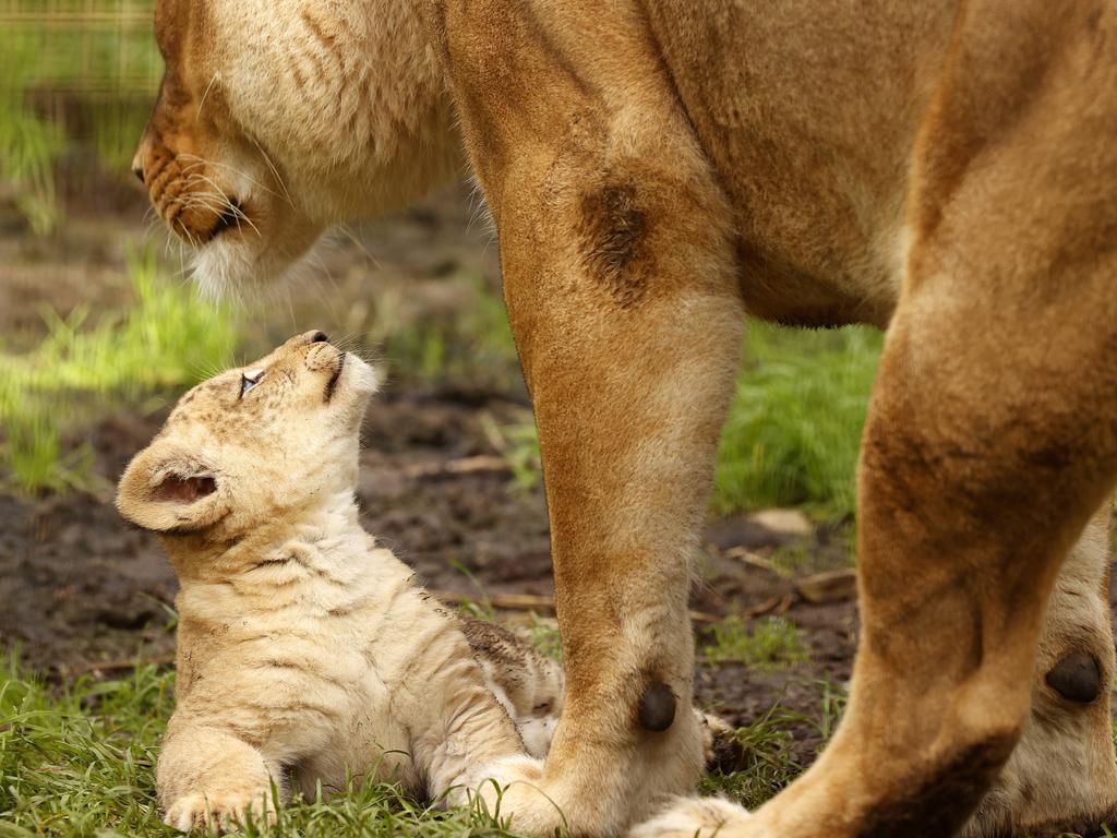 7 week-old Lion cub Roc with mum Chitwa at the Mogo Wildlife Park. Picture: Jonathan Ng