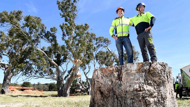 Mount Barker Council’s urban forest officer Chris Lawry, with contractor and arborist Brad Trelor on the stump of one of the relocated river red gums. Picture: Tricia Watkinson