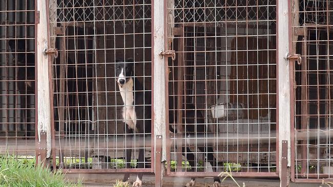 Greyhounds at the property where the Tooradin trial track owned and operated by Stuart Mills. The track was forced to close last week in relation to live baiting. Picture: Nicole Garmston