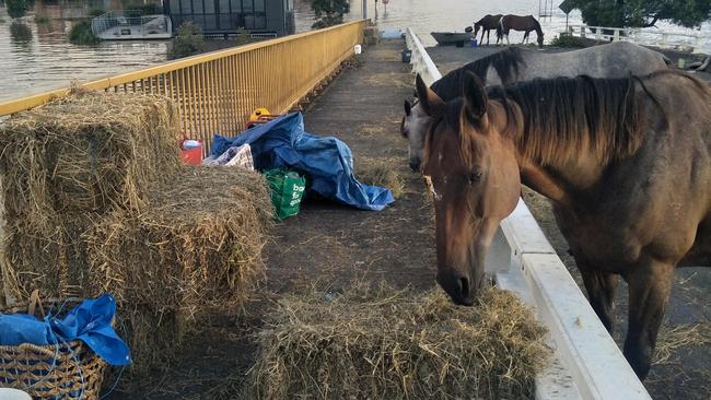 Natalie Skillings-Smith lived with her horses on Woodburn Bridge for seven days until flood water levels subsided. Picture: Jonathan Ng