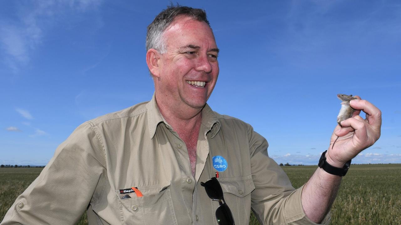 MOUSE PLAGUE: Researcher Steve Henry from CSIRO, Australia's national science agency. Pic: Supplied