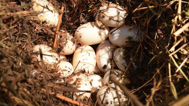 Seven of the mum’s eggs were viable, and one contained a fully-formed but non-viable foetus.