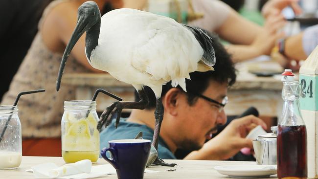 Ibis harassing diners on the Surfers Paradise Beachfront. Picture Glenn Hampson