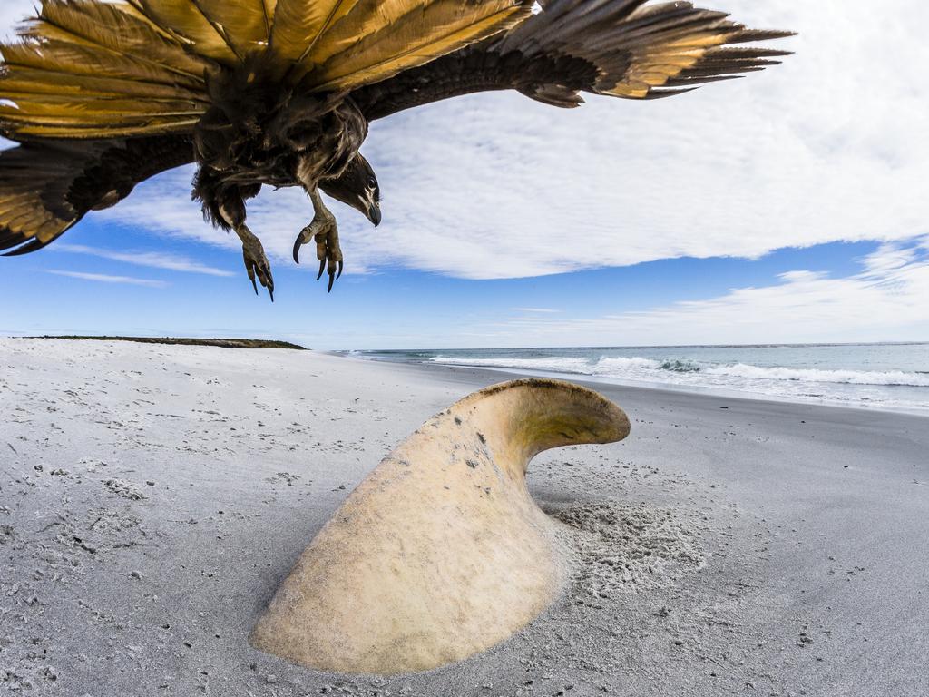 Lumix People’s Choice Award: All That Remains by Phil Jones, UK/Wildlife Photographer of the Year 2018/Natural History Museum. A male orca had beached itself about a week before Phil’s visit to Sea Lion Island, Falkland Islands. Despite its huge size the shifting sands had almost covered the whole carcass and scavengers, such as this striated caracara, had started to move in.