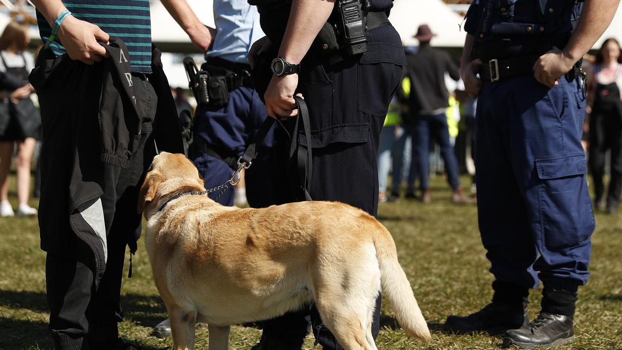 Police officers and drug detection dogs walk amongst festival goers by an entrance to Splendour In The Grass. (Photo by Mark Metcalfe/Getty Images)